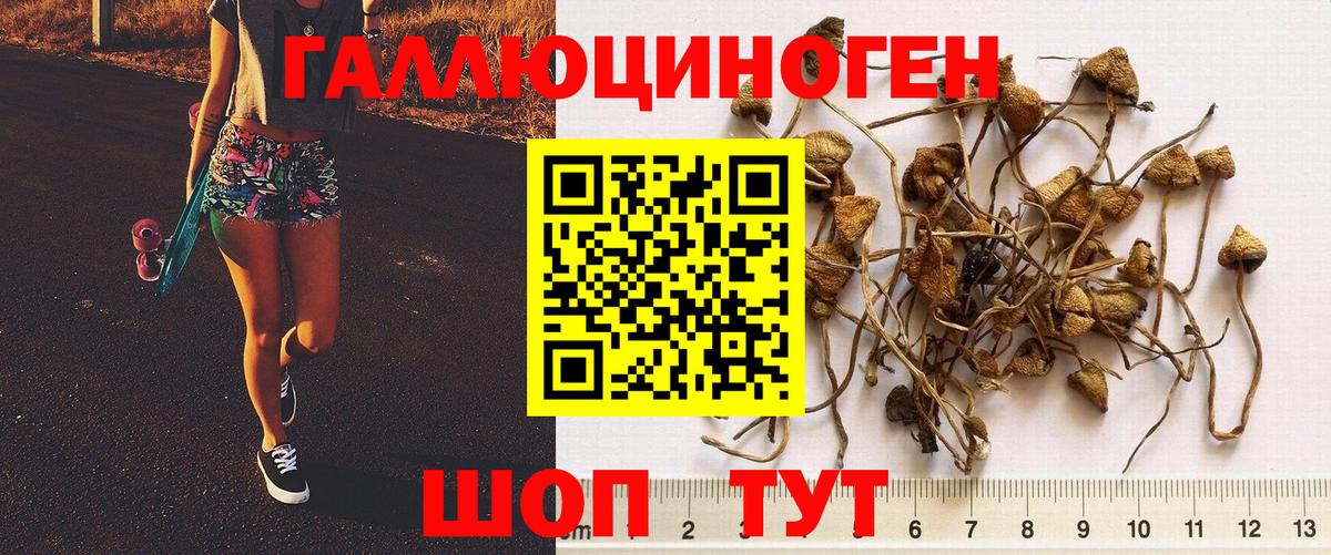 Псилоцибиновые грибы Psilocybe Иваново